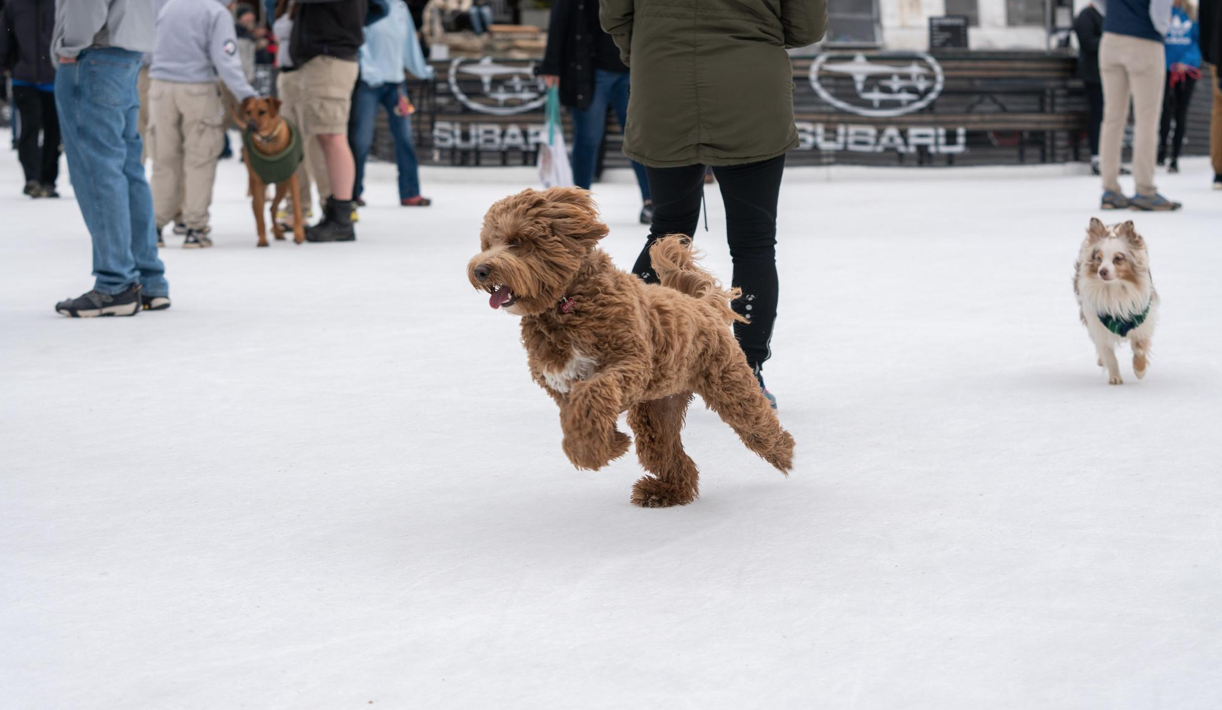 photo of whitewater center dog days of winter event
